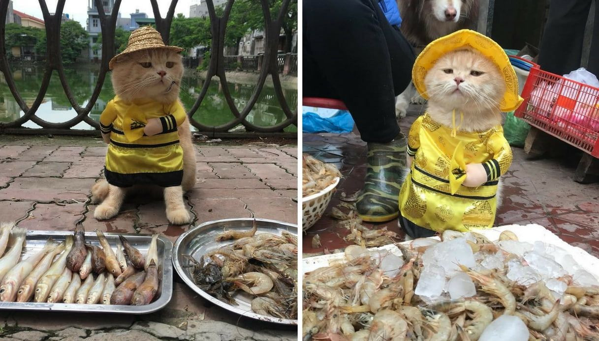 Il gatto venditore di pesce del Vietnam